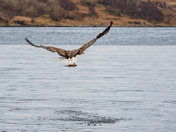 White-tailed Eagle (Haliaeetus albicilla)