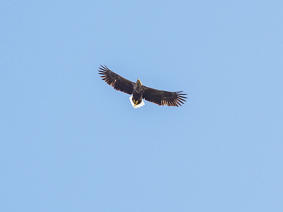 Farewell Flypast