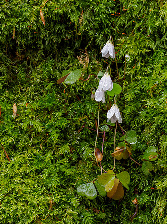 Wood Sorrel (Oxalis acetosella)