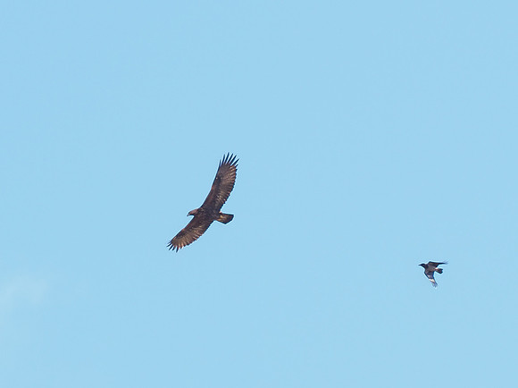 Golden Eagle (Aquila chrysaetos)