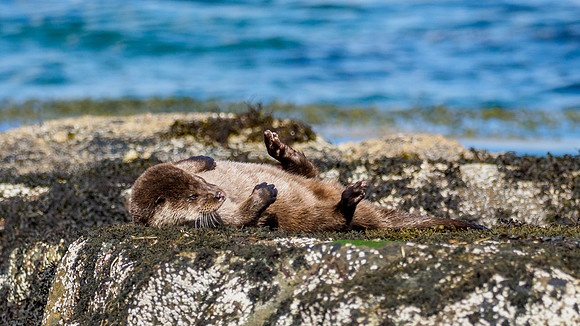 Anotter Day