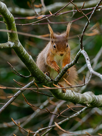 Red Squirrel (Sciurus vulgaris)