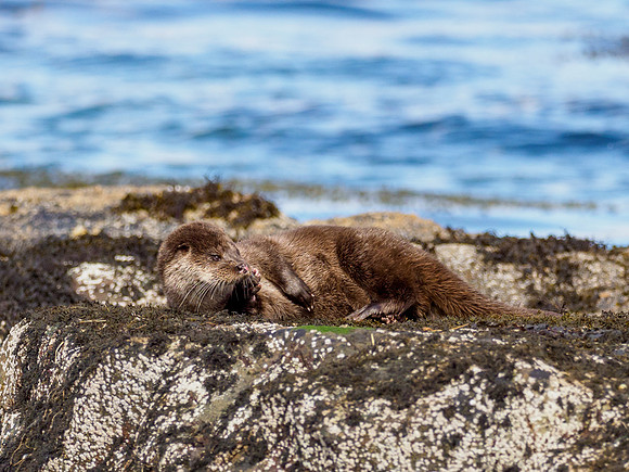 Anotter Day