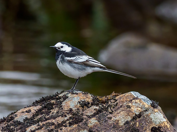 Pied Wagtail (Motacilla alba)
