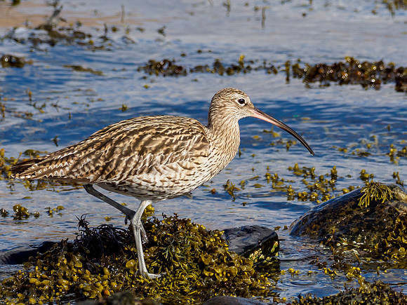 Curlew (Numenius arquata)