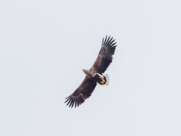 Farewell Flypast