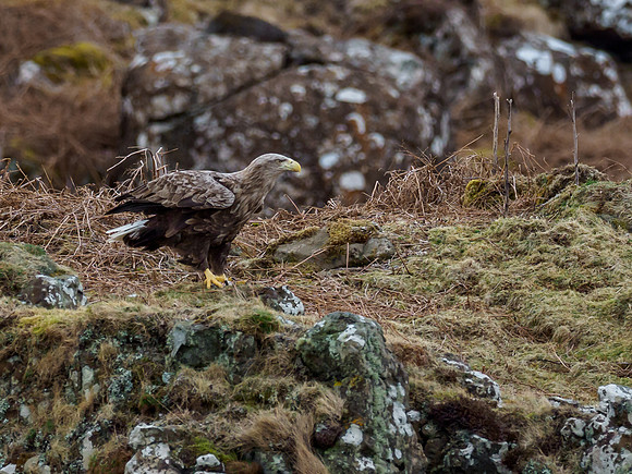 White-tailed Eagle (Haliaeetus albicilla)