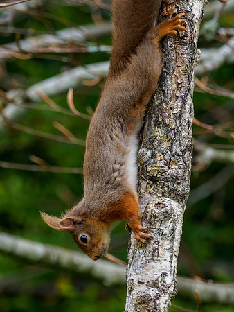 Red Squirrel (Sciurus vulgaris)