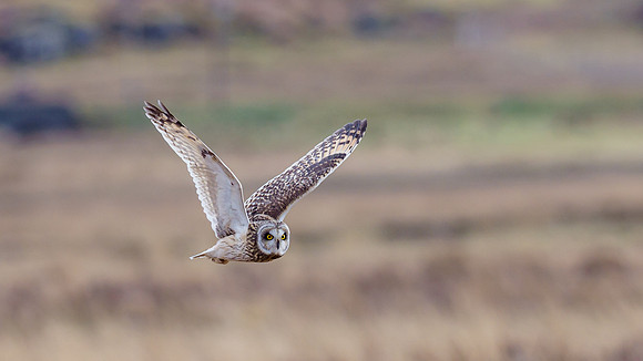 Short-eared Owl (Asio flammeus)