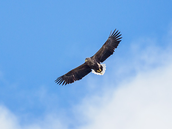Farewell Flypast
