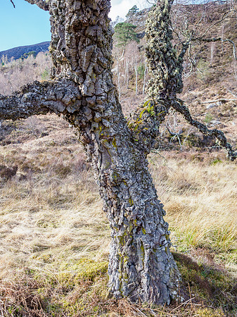 Gnarly Birch