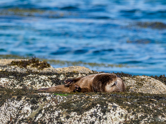Anotter Day