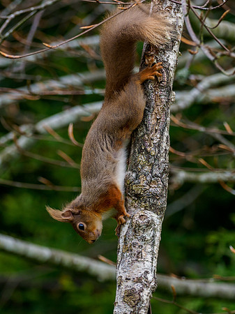 Red Squirrel (Sciurus vulgaris)