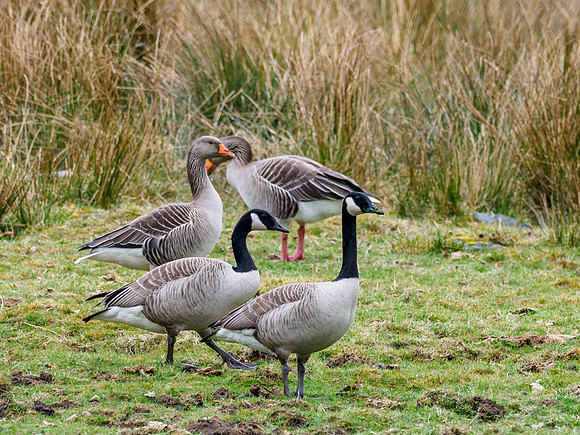 Canada Geese (Branta canadensis)