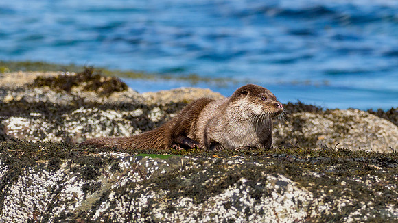 Anotter Day