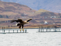 White-tailed Eagle (Haliaeetus albicilla)