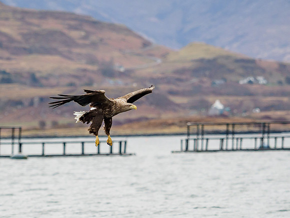 White-tailed Eagle (Haliaeetus albicilla)
