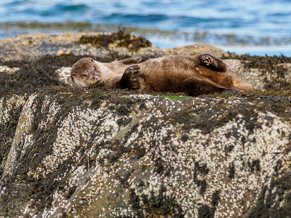 Anotter Day