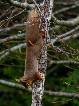 Red Squirrel (Sciurus vulgaris)