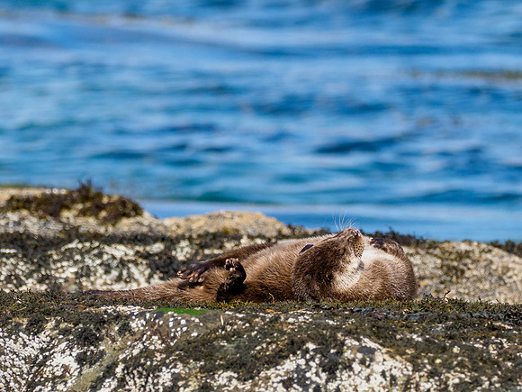 Anotter Day