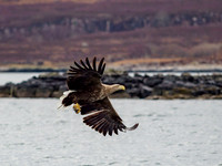 White-tailed Eagle (Haliaeetus albicilla)