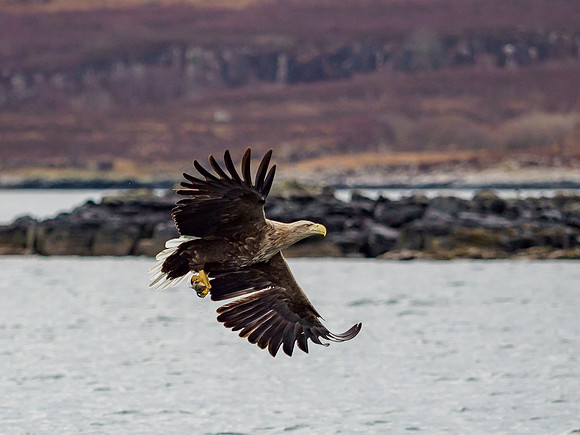 White-tailed Eagle (Haliaeetus albicilla)