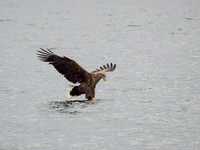 White-tailed Eagle (Haliaeetus albicilla)