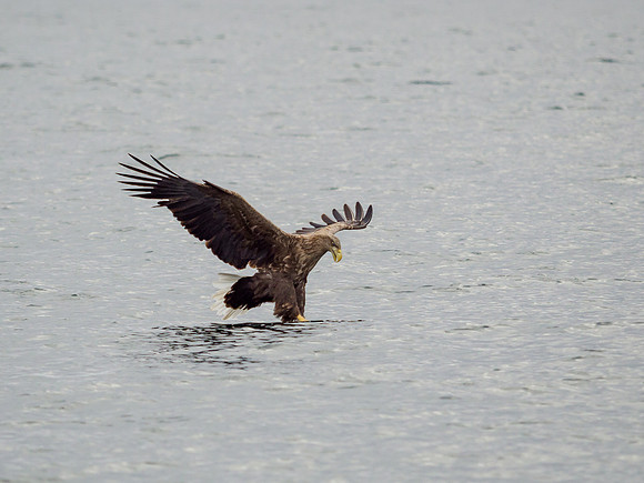 White-tailed Eagle (Haliaeetus albicilla)