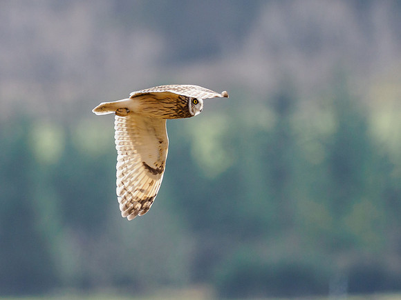Short-eared Owl (Asio flammeus)