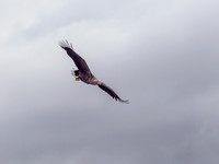 White-tailed Eagle (Haliaeetus albicilla)