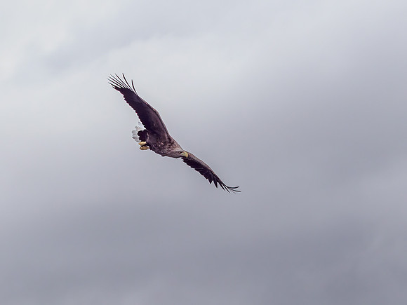White-tailed Eagle (Haliaeetus albicilla)