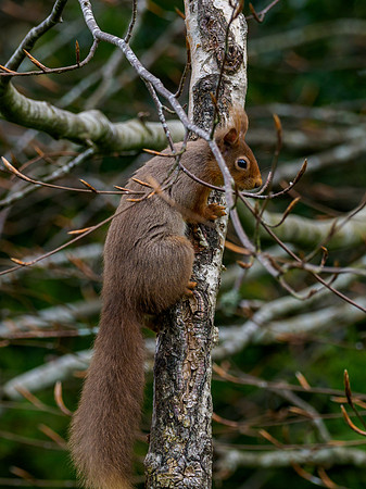 Red Squirrel (Sciurus vulgaris)