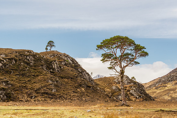 Pauline's Tree