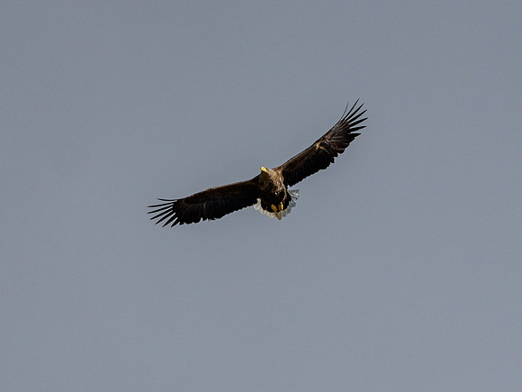 Farewell Flypast