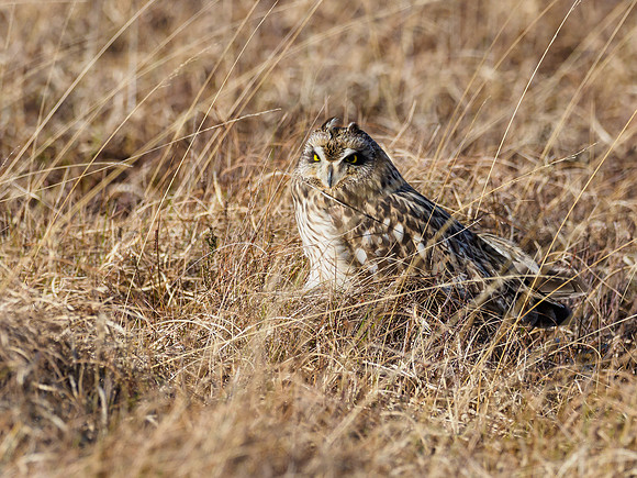 20220408-Short Eared Owl-EM122959