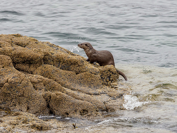 Otter (Lutra lutra)