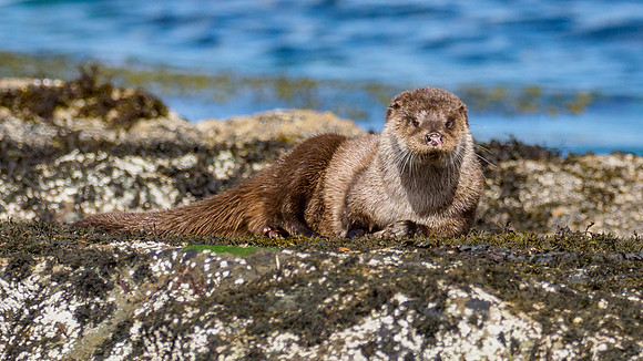 Anotter Day