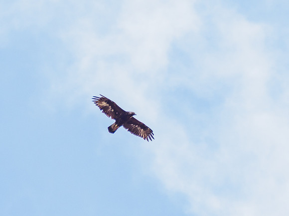 Golden Eagle (Aquila chrysaetos)
