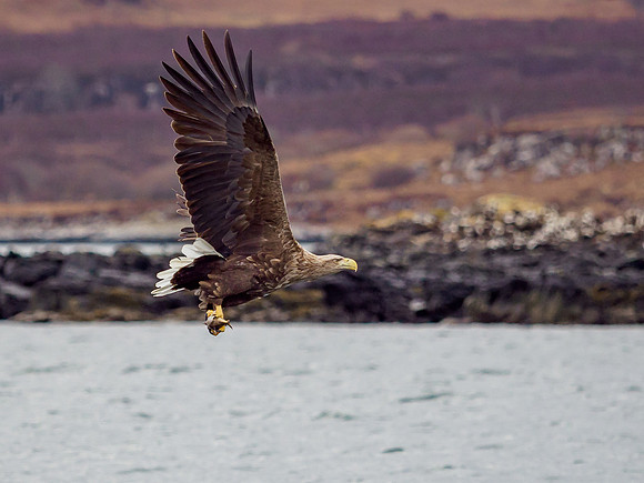White-tailed Eagle (Haliaeetus albicilla)