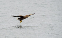 White-tailed Eagle (Haliaeetus albicilla)