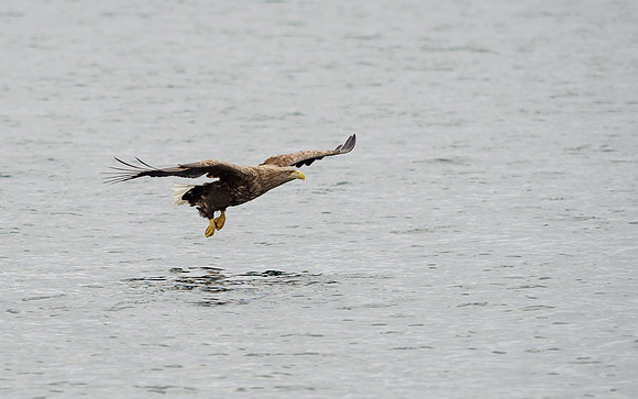 White-tailed Eagle (Haliaeetus albicilla)