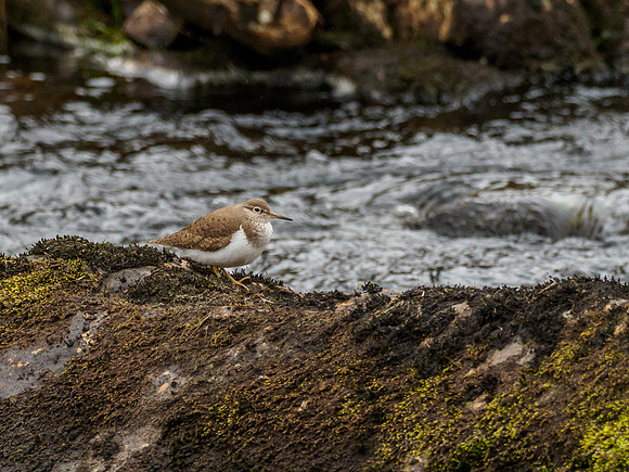 Sandpiper (Actitis hypoleucos)
