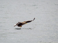 White-tailed Eagle (Haliaeetus albicilla)