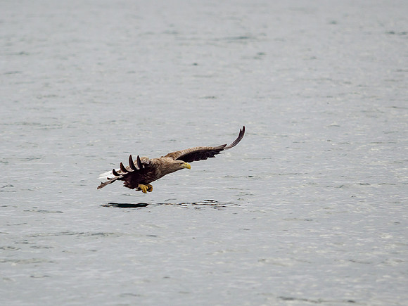 White-tailed Eagle (Haliaeetus albicilla)