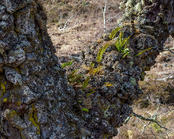 Gnarly Birch