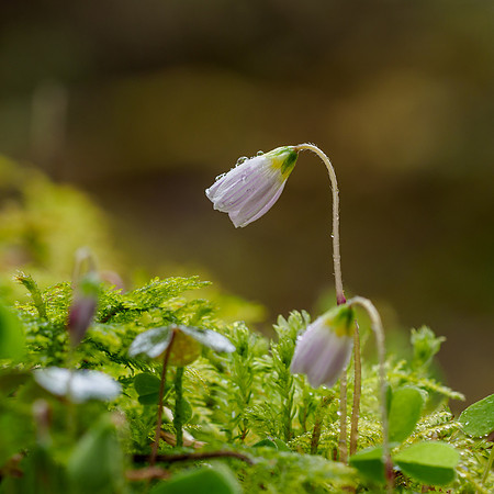 Wood Sorrel (Oxalis acetosella)