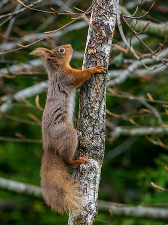 Red Squirrel (Sciurus vulgaris)