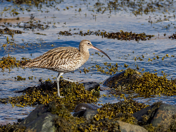 Curlew (Numenius arquata)