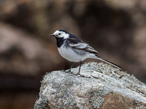 Pied Wagtail (Motacilla alba)