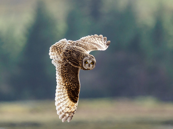 Short-eared Owl (Asio flammeus)